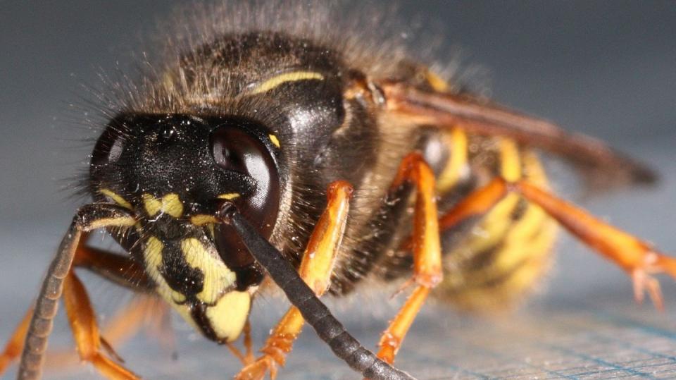 Vosa písečná, jejíchž služeb využívá pavosa příživná